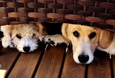 High angle portrait of a dog