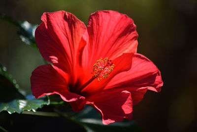 Close-up of red hibiscus flower