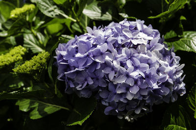 Close-up of purple hydrangea flowers