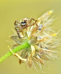 Close-up of spider