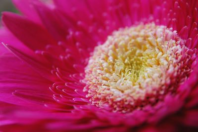 Macro shot of pink flower