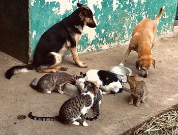High angle view of dogs