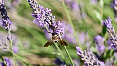 Close-up of bee pollinating on lavender