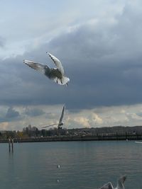 Seagulls flying over sea against sky