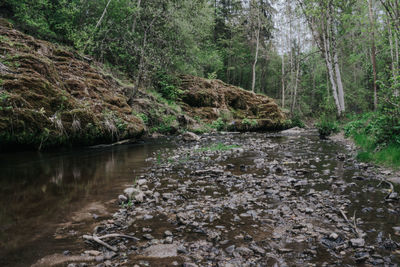 Scenic view of river stream amidst trees in forest