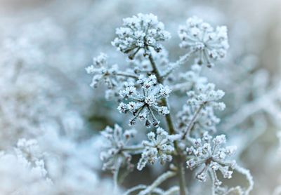 Close-up of frozen flowers