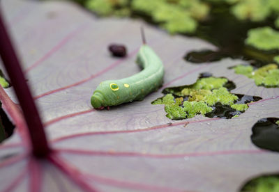 Caterpillar