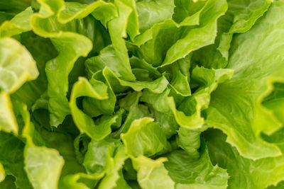 The organic cultivation of lettuce