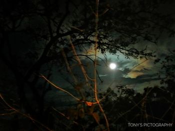 Low angle view of silhouette trees against sky at night