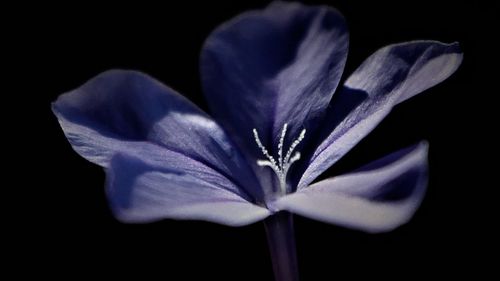 Close-up of crocus blooming at night