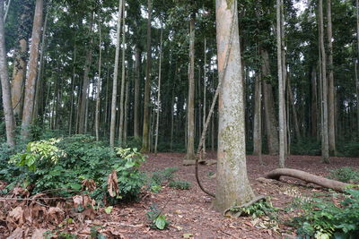 Trees growing on field in forest