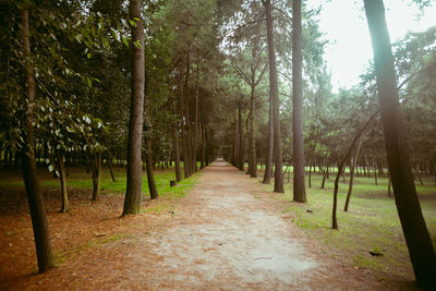 Footpath passing through forest