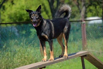 Portrait of black dog standing on wooden fence