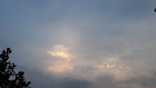 Low angle view of tree against sky