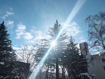 Low angle view of trees against sky during winter