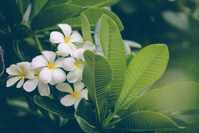 Close-up of white flowering plant