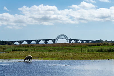 Alexandrine bridge with a body of water and a sheep in the foreground
