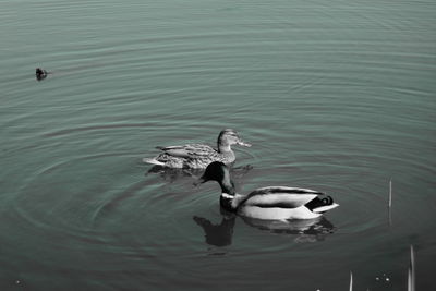 High angle view of ducks swimming in lake