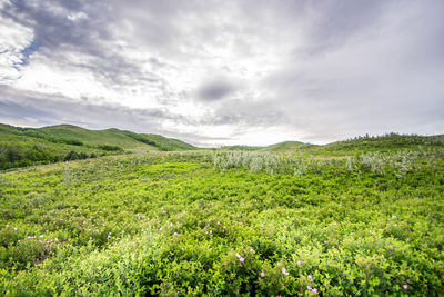 Scenic view of green landscape against sky