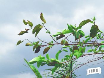 Low angle view of plants against sky