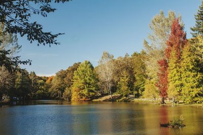 Pond and reflections