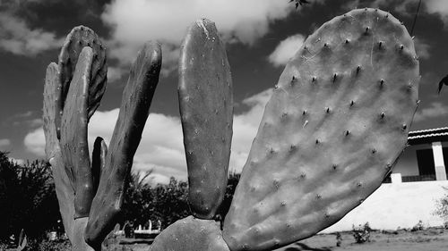 Close-up of succulent plant on field against sky