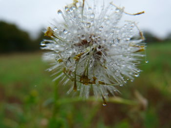 Close-up of wet flower