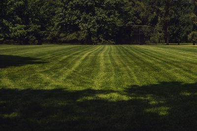 Scenic view of grassy field