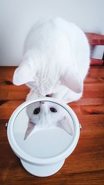 Reflection of cat on mirror at hardwood floor