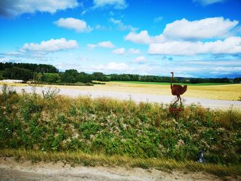 Horse in a field