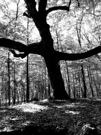 Bare trees in forest