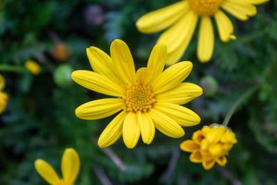 Close-up of yellow flowering plant