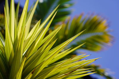 Close-up of plant growing on field against sky