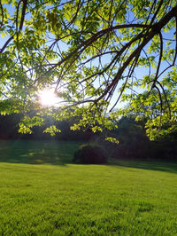 Trees on field against sky
