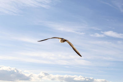 Low angle view of seagull flying in sky