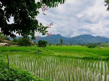 Scenic view of agricultural field against sky