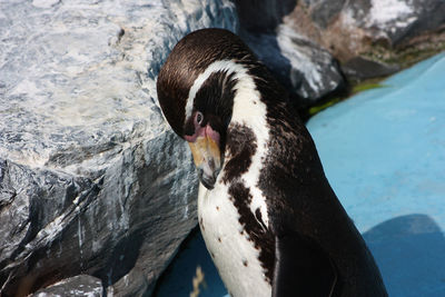 High angle view of an animal