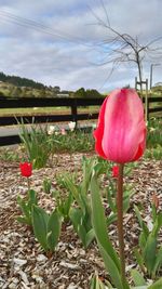 Close-up of pink tulips blooming in field