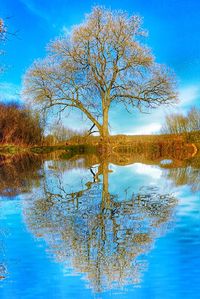 Reflection of bare trees in water