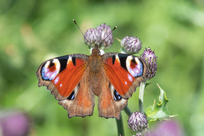 Close up of a peacock butterfly on a flower