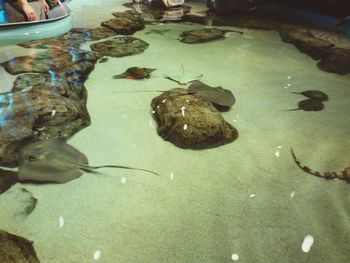 Reflection of trees in pond