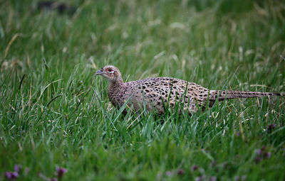 Close-up of bird on grassy field