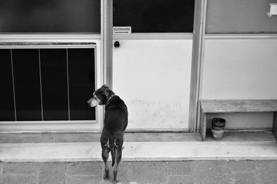 Rear view of dog standing against door