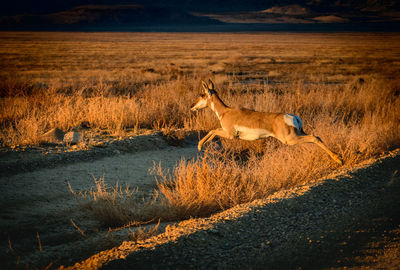 Horse standing on field