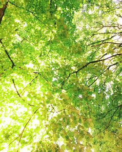 Low angle view of trees