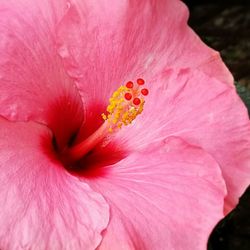 Close-up of pink hibiscus blooming outdoors