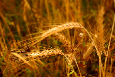 Close-up of stalks in field