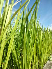 Close-up of crops growing on field against sky