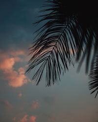 Low angle view of tree against sky at sunset