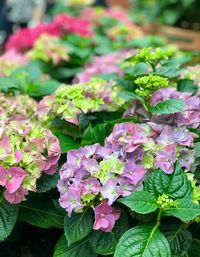Close-up of pink flowering plant